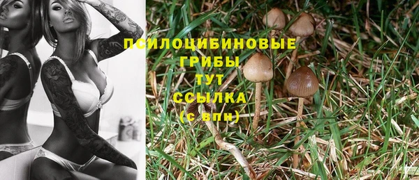 PSILOCYBIN Няндома